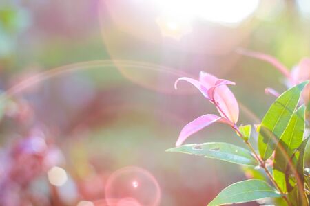 Lightの写真素材
