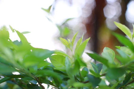 Bokeh plantの写真素材