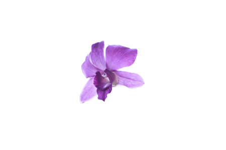Orchidの写真素材