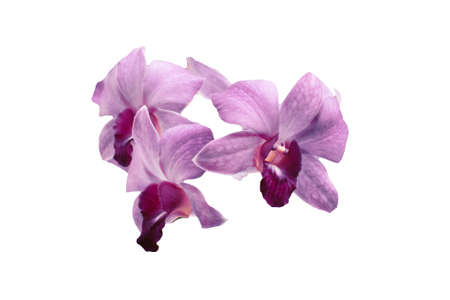Orchidsの写真素材