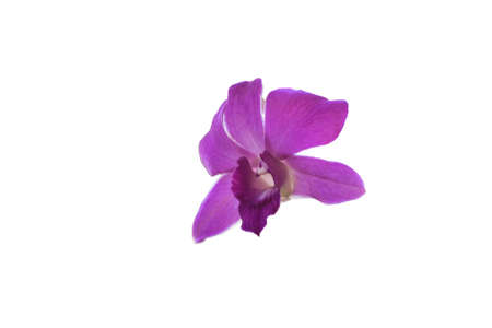 Orchidの写真素材