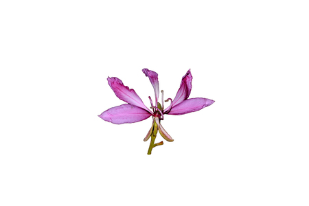 Purple Orchid Treeの写真素材