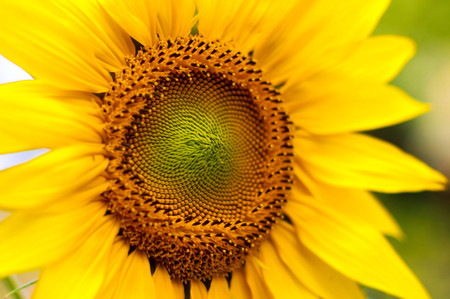 Sunflower Closeupの写真素材