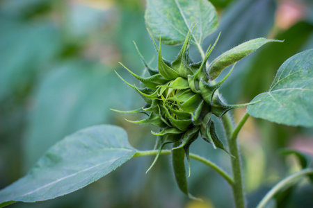 Sunflower Plantの写真素材
