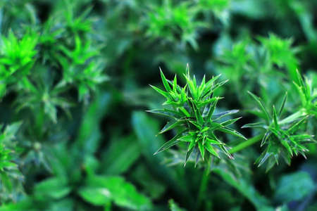 Peppermintの写真素材