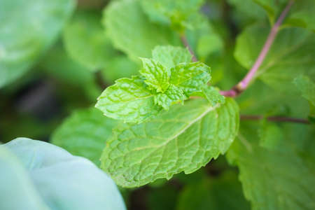 Peppermintの写真素材