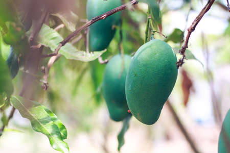 Mango on the treeの写真素材
