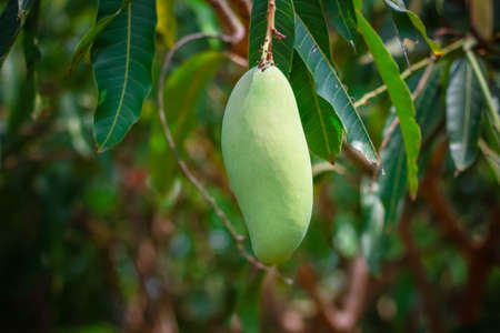 Mango on the treeの写真素材