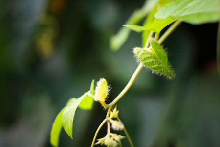 abstract naturalの写真素材