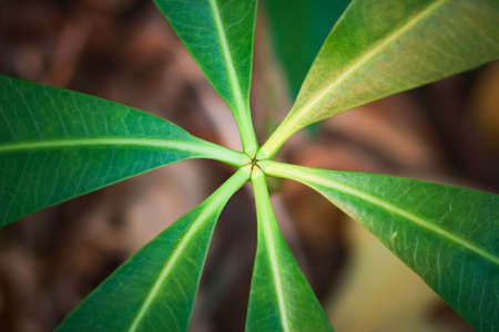 abstract naturalの写真素材