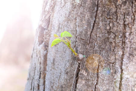 Soft foliageの写真素材