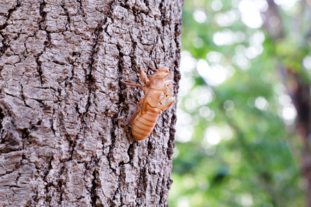 Cicada moltの写真素材