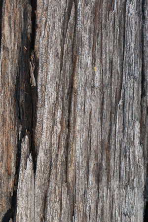 Old wooden surfaceの写真素材
