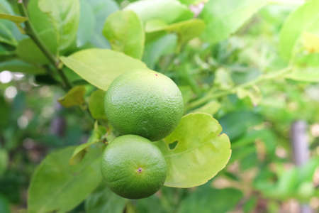 Fresh lemon treeの写真素材
