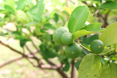 Fresh lemon treeの写真素材