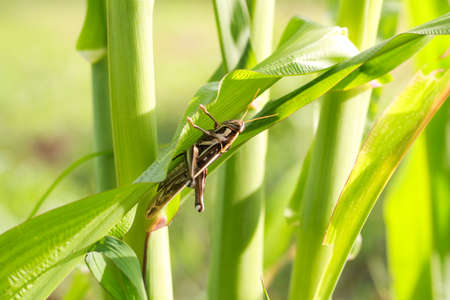 Grasshopper eating cornの写真素材