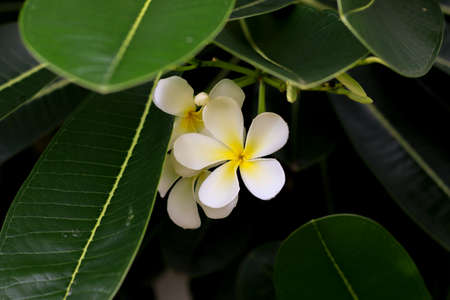 Frangipani flowers white yellow with leaves greenの写真素材