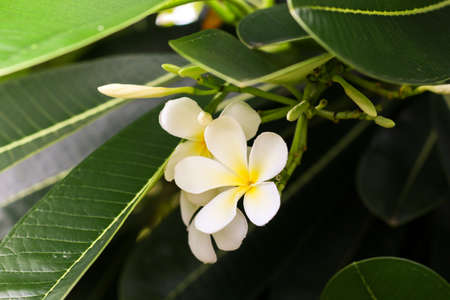 Frangipani flowers white yellow with leaves greenの写真素材