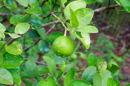Fresh lime on the treeの写真素材