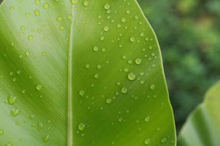 Water drops on green leafの写真素材