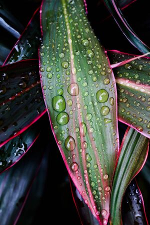 Water drops on leaf close-upの写真素材