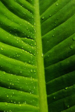 Water drops on green leafの写真素材