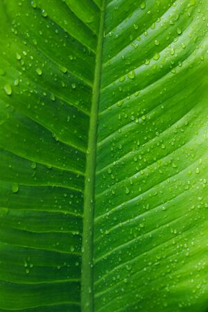 Water drops on green leafの写真素材