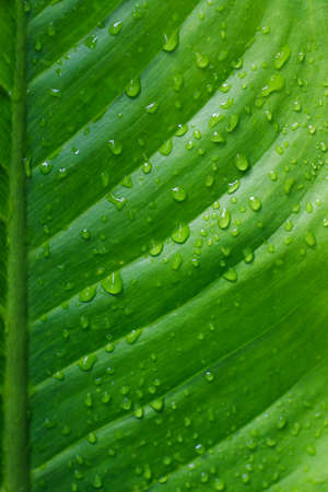 Water drops on green leafの写真素材