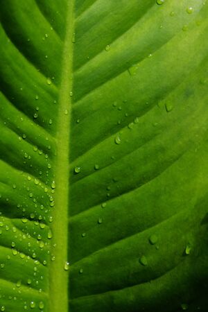 Water drops on green leafの写真素材