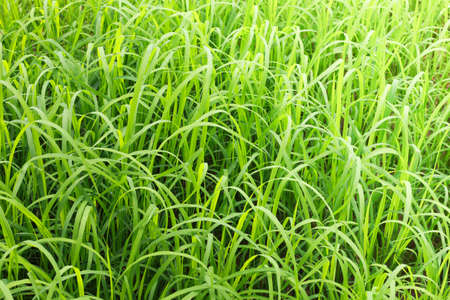 Rice leaves paddy field backgroundの写真素材