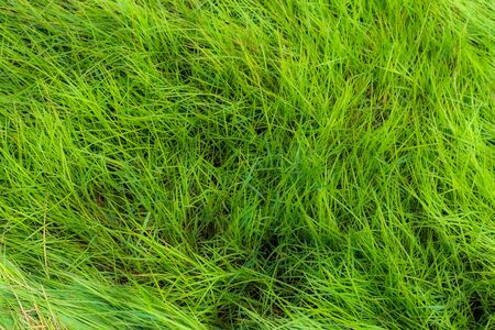 Green grass close up textuerの写真素材