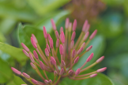 Spike flower background green close up, Blur background