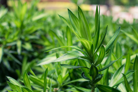 Leaves green background close up, plant backgroundの写真素材