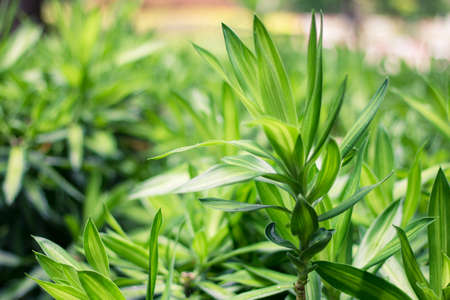 Leaves green background close up, plant backgroundの写真素材