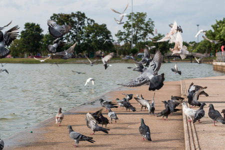 Pigeons waiting food at public park ,Thailand