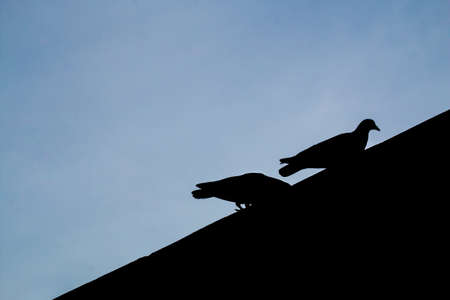 Two birds together with lightの写真素材