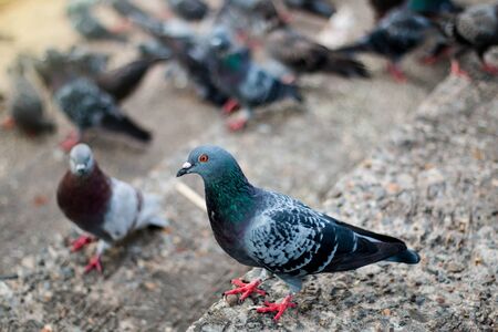 Pigeons waiting food at public park street,Thailandの写真素材