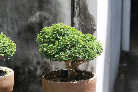 Ornamental plant which is in flowerpot