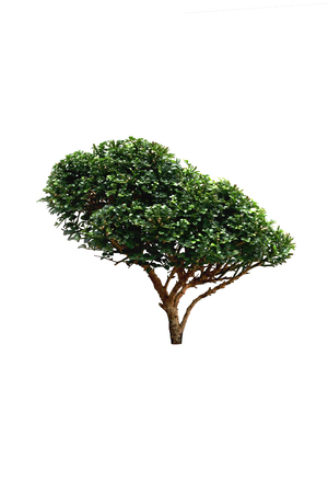 Ornamental plant isolatet isolated on white backgroundの写真素材