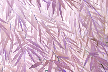 Unusual bamboo leaves isolated on white backgroundの写真素材