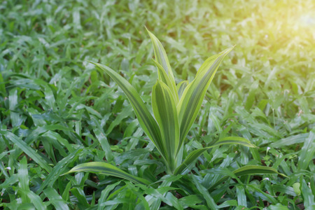 Leaves green background close up, plant backgroundの写真素材