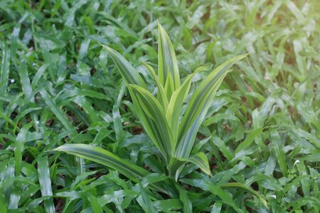 Leaves green background close up, plant backgroundの写真素材