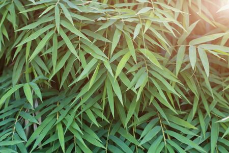 Bamboo leaves green with sunlight focus for backgroundの写真素材