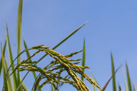 Fresh rice with green leaves background close upの写真素材