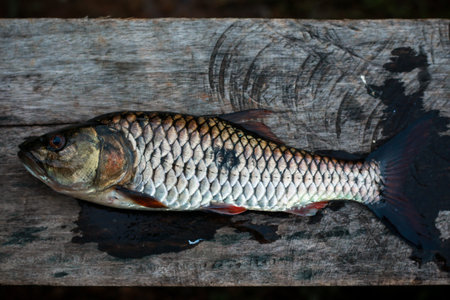 Freshwater fish of Thailand, Hampala barb