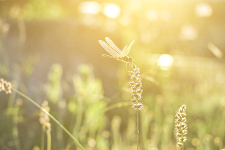 Dragonfly and flower grass with evening sun.