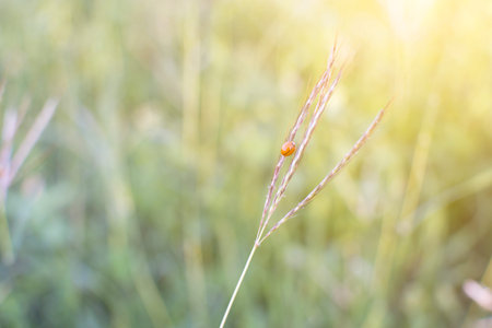 Grass flower on the meadow at sunlight nature background spring with ladybug