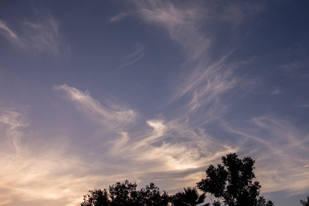 The evening sky with treesの写真素材