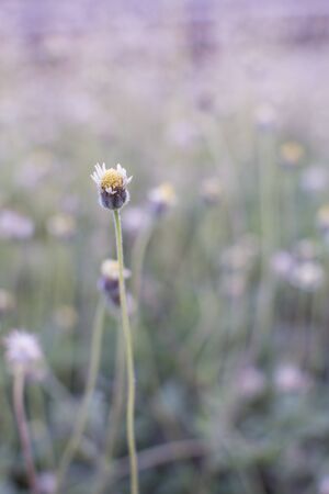 Grass flower on the meadow at sunlight nature background springの写真素材
