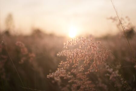 Silhouette of grass flower on sunset background.の写真素材